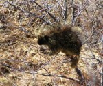 GTNP Porcupine
