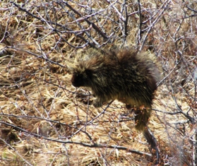 GTNP Porcupine