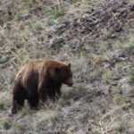 Yellowstone Bear