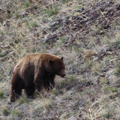 Yellowstone Bear