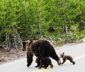 Yellowstone bear and cubs