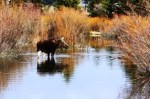 GTNP moose
