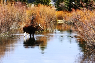 GTNP moose