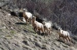 Mountain sheep, Slide&nbsp;Lake