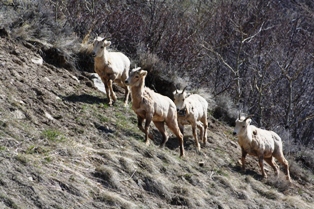 Mountain sheep, Slide Lake