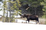Yellowstone moose
