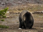 YNP Grizzly bear