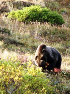 Denali Bear