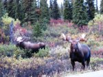 Denali Moose