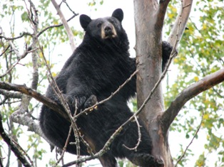 Alaska Bear