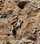 Arizona Rattlesnake