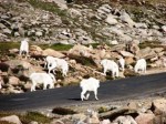 Mt Evans Goats