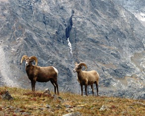 Rocky Mountain Sheep