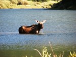 Fishercap Lake moose,&nbsp;GNP