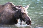 Fishercap Lake moose,&nbsp;GNP