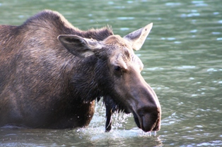 Fishercap Lake moose, GNP
