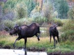 Grand Teton Moose