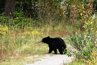 Grand Teton Bear