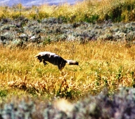 Yellowstone Coyote