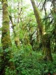 Quinault Rain Forest