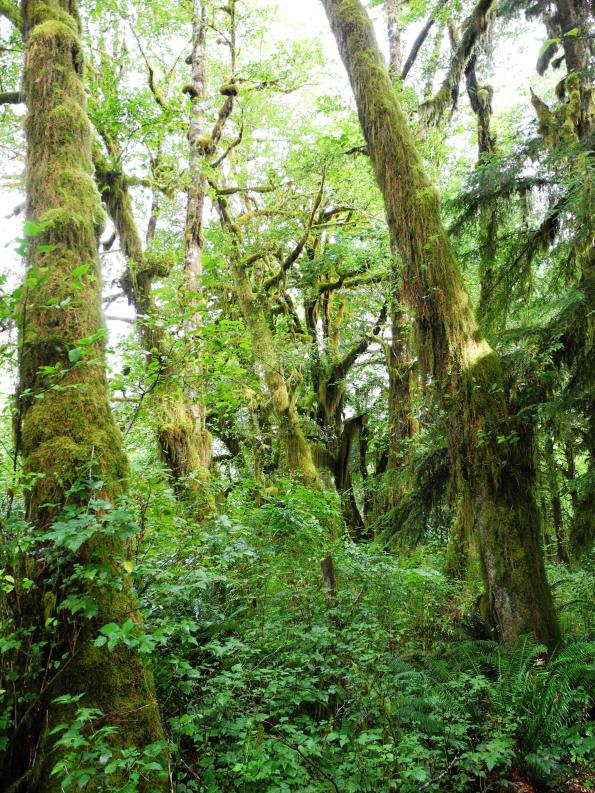 Quinault Rain Forest