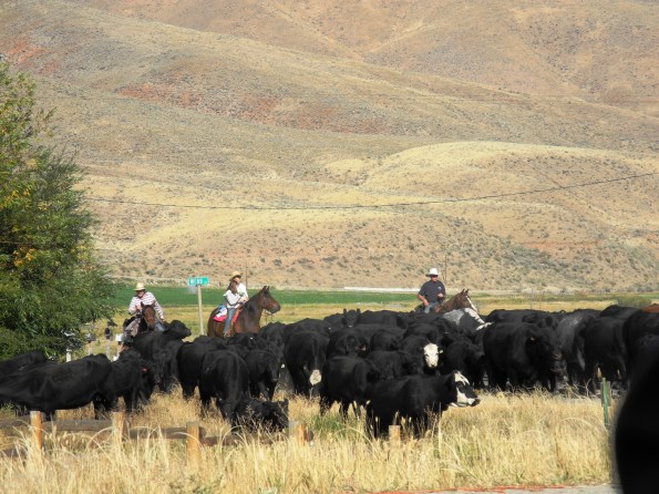 Starting the Roundup