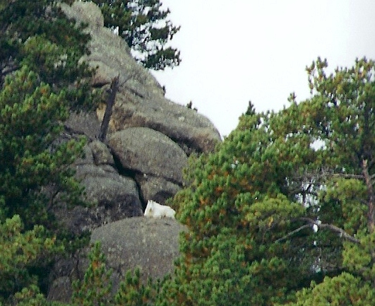 Mountain Goat below Mt Rushmore