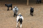 Tobias Park Petting&nbsp;Zoo