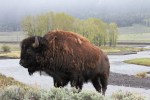 Madison River Bison