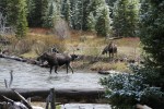 Moose Crossing