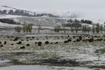 Lamar Valley Bison&nbsp;Herd