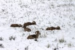 Bighorn sheep lounging in the&nbsp;snow