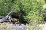 Momma and baby&nbsp;moose