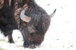 Snowy Bison