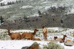 Mammoth Elk