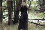Itchy bear at Petrified tree&nbsp;area