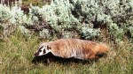 YNP Badger
