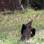 Bear Cubs