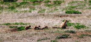 Prairie Dog family