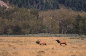 Two bull elk