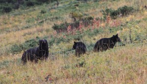 Mamma with her 2 cubs