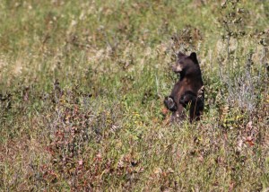 Standing black bear
