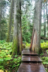 Giant Cedars Boardwalk