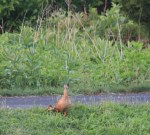 Mom and duckling&nbsp;reunited