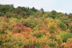 Fall Colors at Spruce&nbsp;Knob