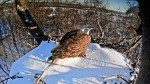 eagles reunite on snowy&nbsp;nest