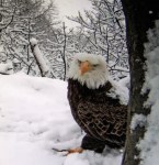 Snow Eagle