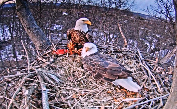Hershey and Hanna just after 1st egg