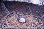 Hanna on the nest&nbsp;3-22