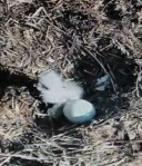 H3 on his&nbsp;birthday